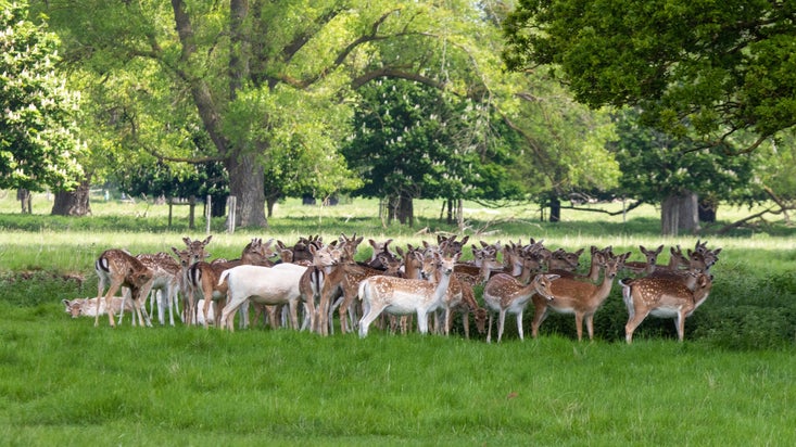 A large number of young deer stand close together beneath spring trees
